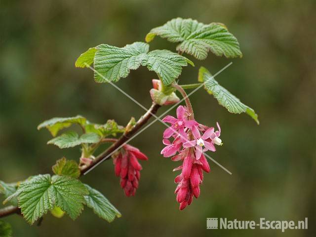 Ribes sanguineum 'King Edward VII' 0904