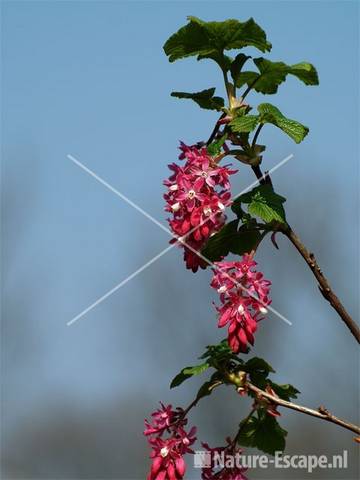 Ribes sanguineum  'King Edward VII' 3