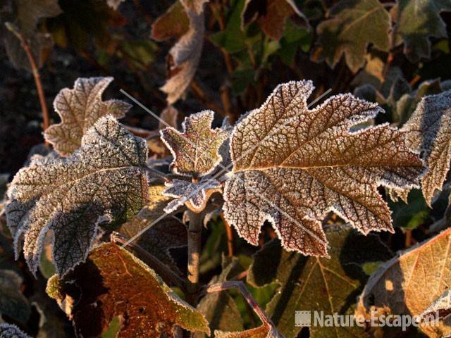 Eikenbladhortensia 2