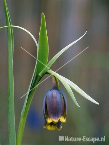 Fritillaria uva-vulpes