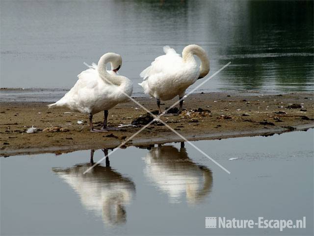 Knobbelzwanen op eilandje in Vogelmeer NPZK13