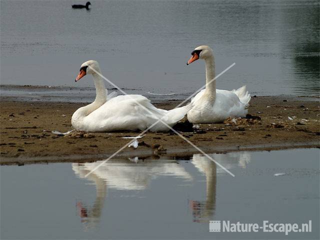 Knobbelzwanen op eilandje in Vogelmeer NPZK7