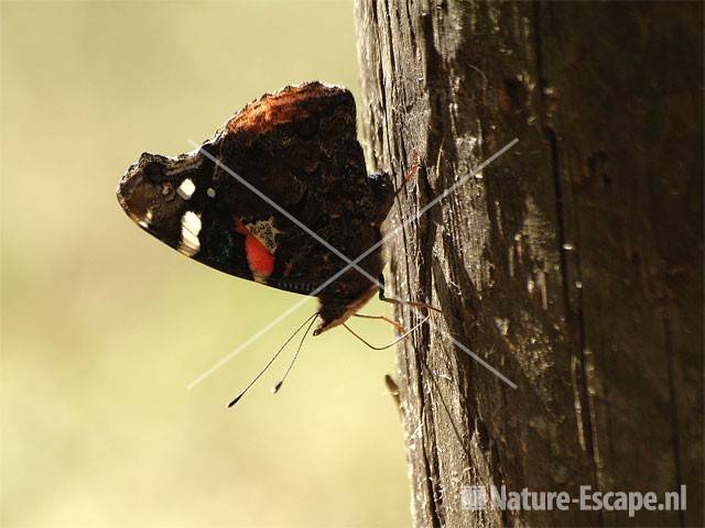 Atalanta op paal Spaarnwoude 2