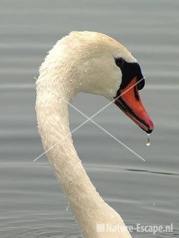 Knobbelzwaan kop Vogelmeer NPZK15