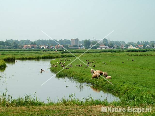 Krommenie vanuit Krommeniër Woudpolder