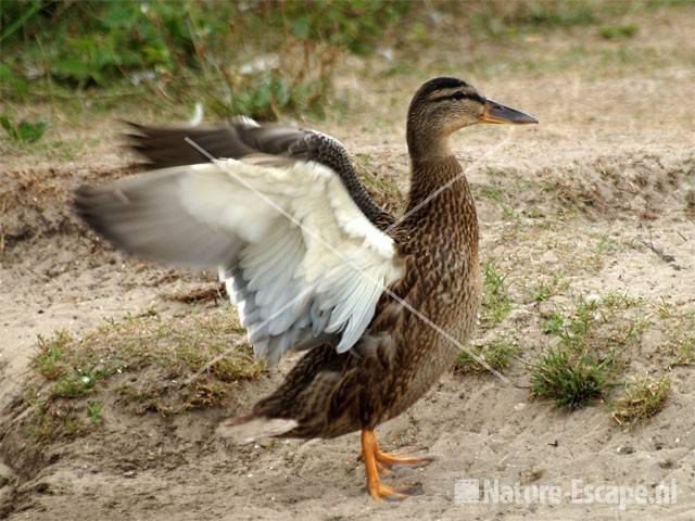 Wilde eend vleugels uitslaand infgeb Castricum