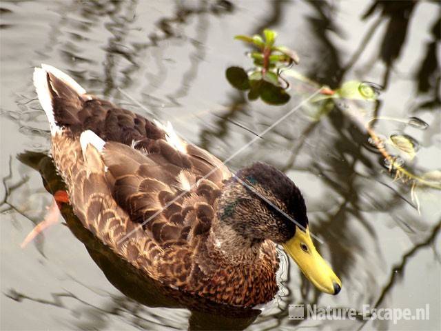 Wilde eend Vogelmeer NPZK6