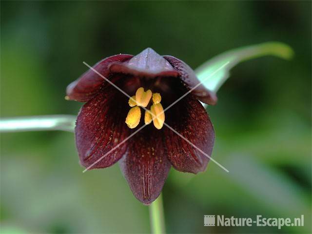 Fritillaria camschatkensis tB5