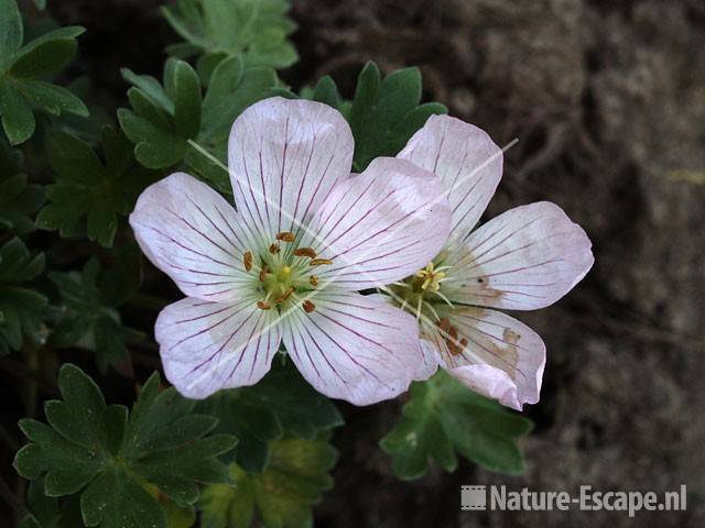 Geranium argenteum tW