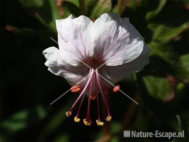 Geranium 'Biokovo' tW1