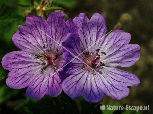 Geranium malviflorum tW2