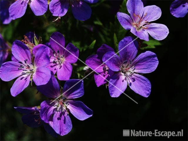 Geranium sylvaticum tW2