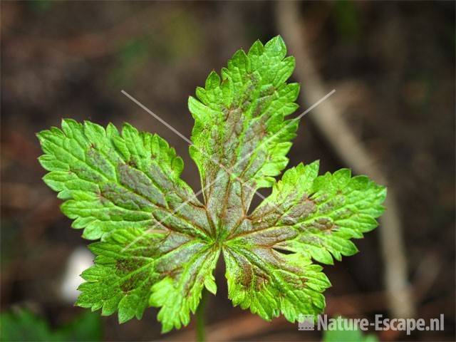 Geranium 'Walter's Gift'