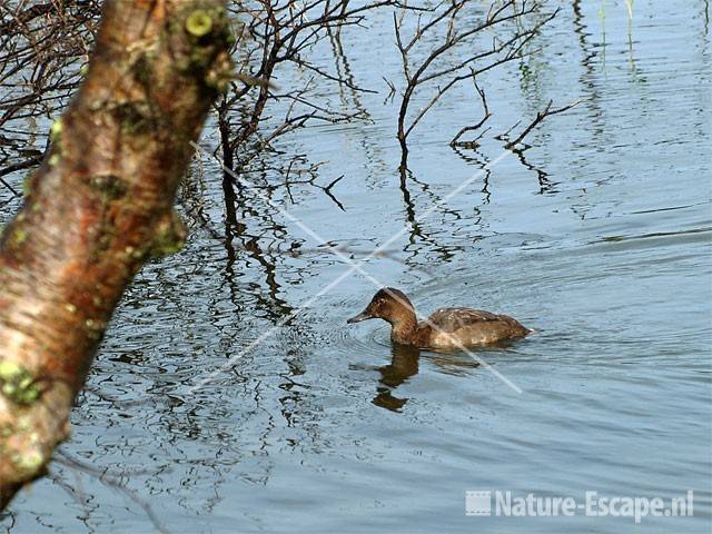 Tafeleend Vogelmeer NPZK3