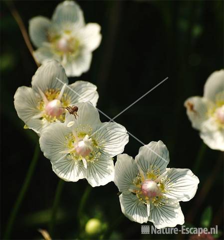 Parnassia