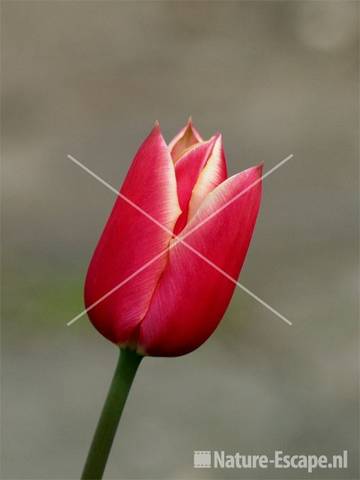 Tulp bicolor 'Triumph' tW1