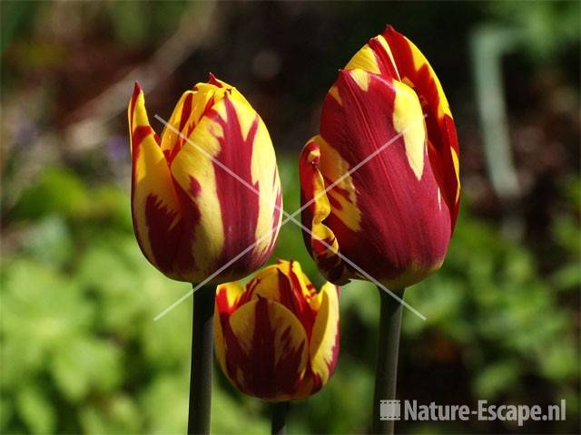 Tulp 'Helmar Triumph' tW2