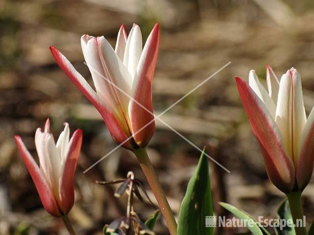 Tulp kaufmanniana 'Hearts Delight' tW2