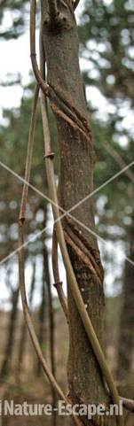 Esdoorn jonge boom ingesnoerd door kamperfoelie