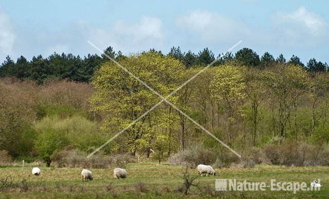 Landschap met bloeiende esdoorn bij Kruisberg NHD Hkerk