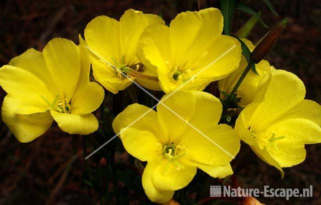 Teunisbloemen detail bloemen NHD Egmond