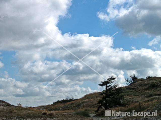 Duinlandschap NHD Bergen 1