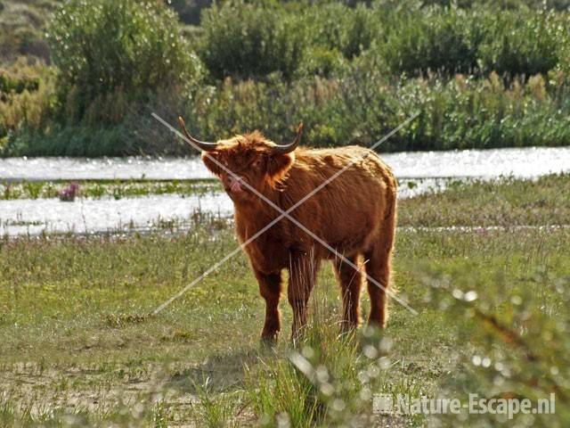 Schotse hooglander NPZK5