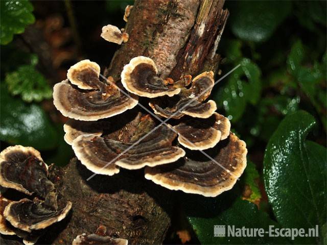 Elfenbankjes Beeckestijn 2