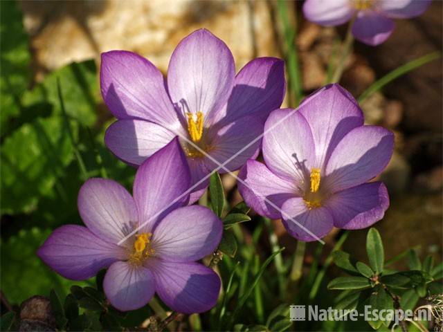 Herfstbloeiende krokus tB11