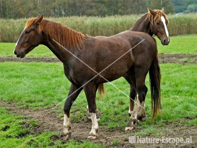 Paarden in weiland bij Busch en Dam 2