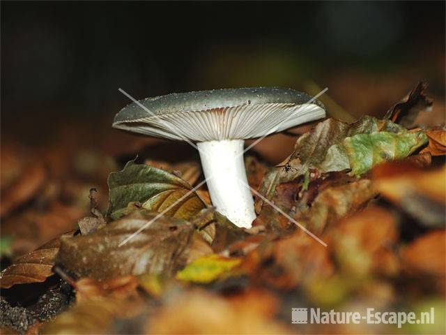 Berijpte russula AWD1