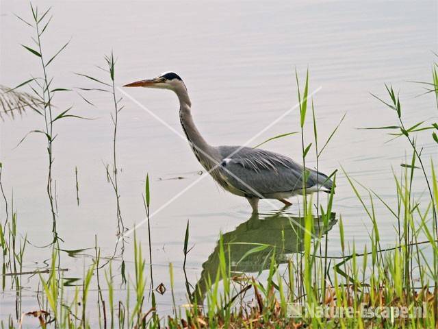 Blauwe reiger Hijm 2