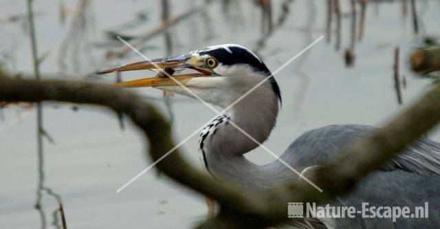 Blauwe reiger Hijm NHD Castricum 34