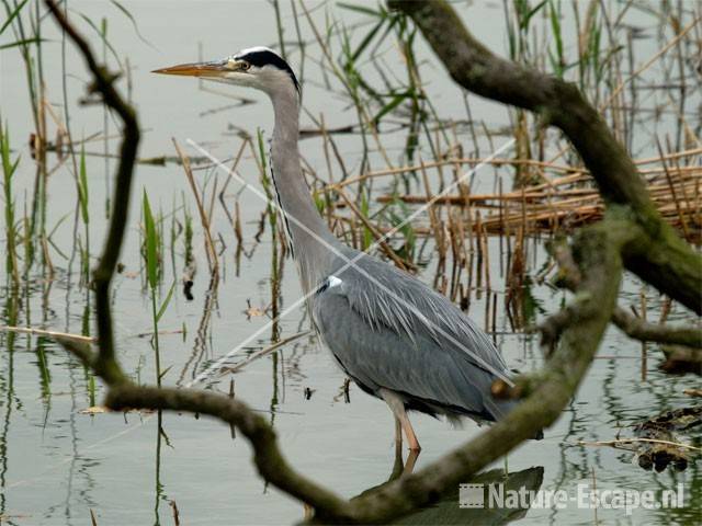 Blauwe reiger Hijm19