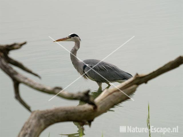 Blauwe reiger Hijm3