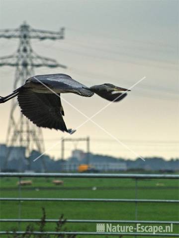 Blauwe reiger vliegend Busch en Dam