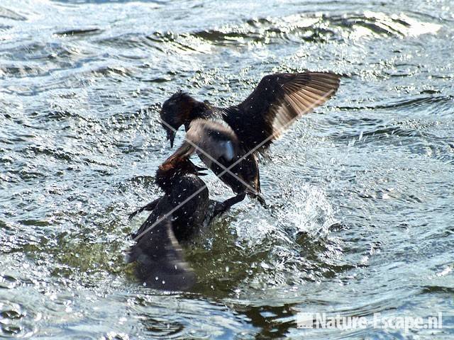 Dodaars vechtend Vogelmeer NPZK7