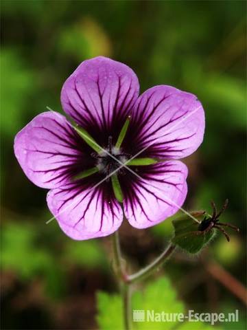 Geranium 'Salomé' tW