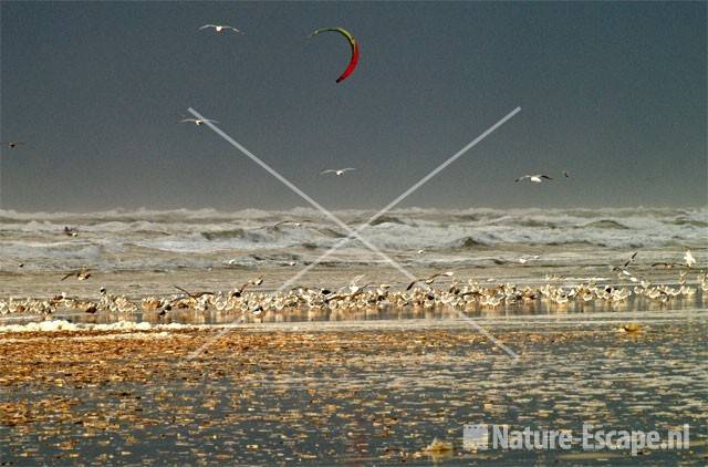 Kitesurfer vanaf strand bij Noordpier