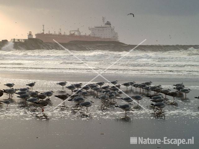 Meeuwen op strand bij Noordpier 36