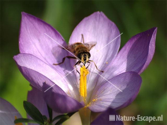 Zweefvlieg op herfstbloeiende krokus tB1