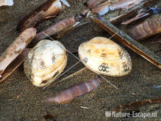 Amerikaanse zwaardscheden en tere platschelpen op strand bij Noordpier