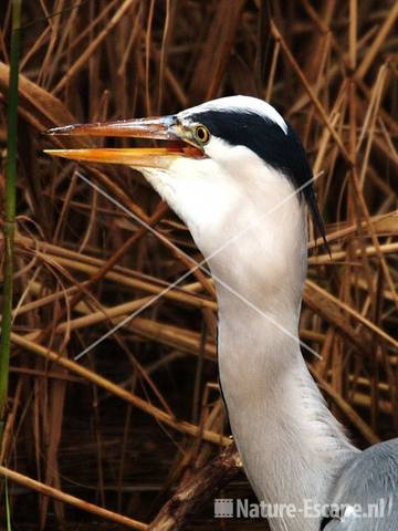 Blauwe reiger na inslikken voorn Hijm NHD Castricum