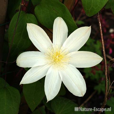 Clematis 'Wada's Primrose' tW2