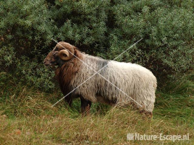 Drents heideschaap AWD 4