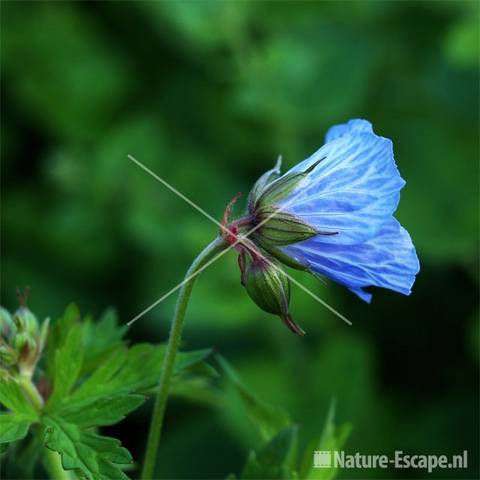 Geranium 'Mrs. Kendall Clarke' tW