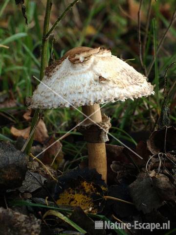 Grote parasolzwam AWD