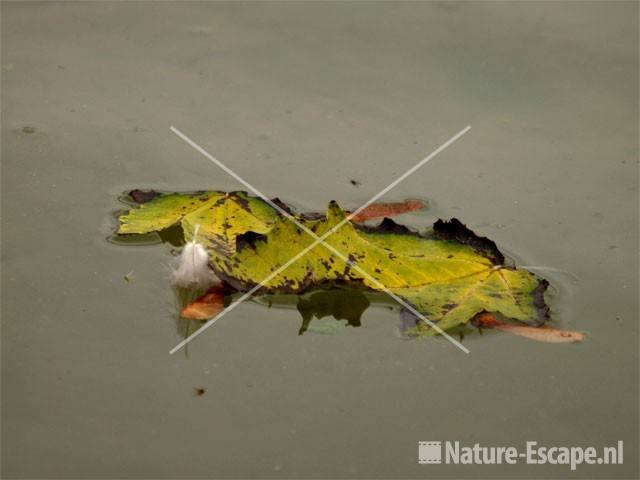 Herfstblad witte abeel op water Hijm NHD Castricum