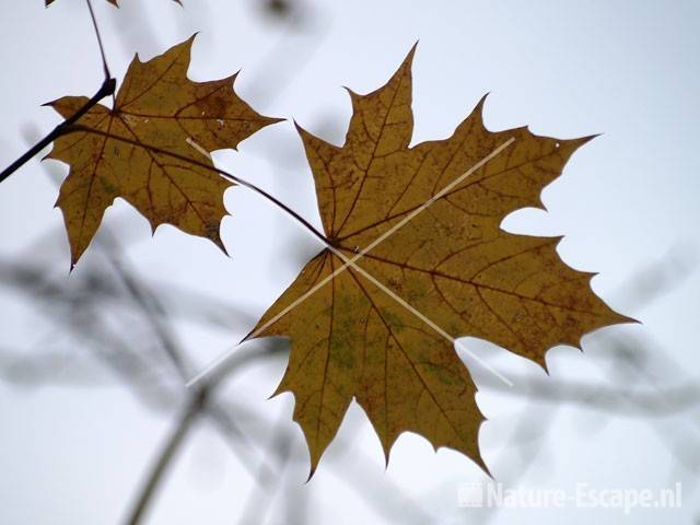 Noorse esdoorn herfstblad NHD Heemskerk 1