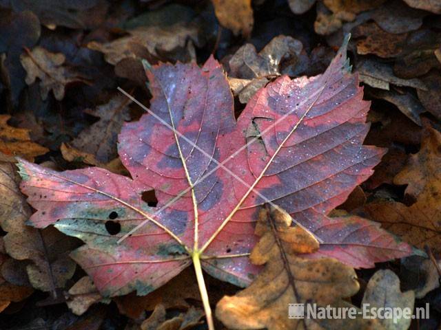 Noorse esdoorn herfstblad op grond AWD